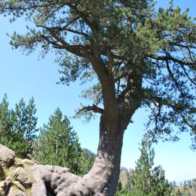 Pinus heldreichii by Vasileios Bontzorlos
