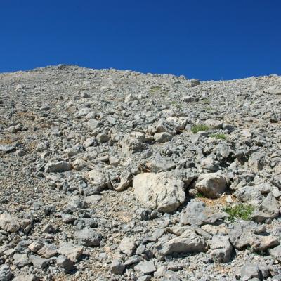 Alyssum fragillimum by Katerina Koutsovoulou