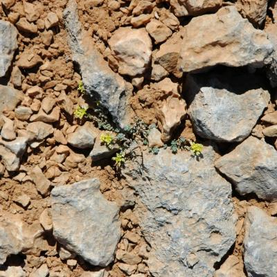 Alyssum fragillimum by Katerina Koutsovoulou