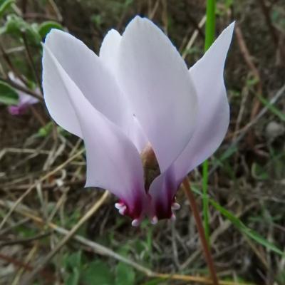 Cyclamen hederifolium by Eleni Iliadou