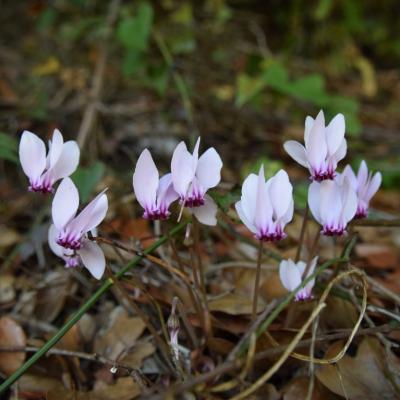 Cyclamen hederifolium by Eleni Iliadou