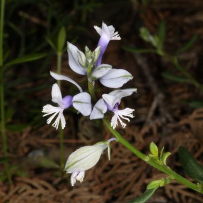 Polygala helenae by Konstantinos Kougioumoutzis