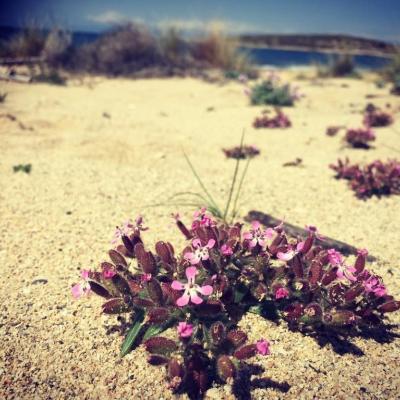 Saponaria jagelii by Konstantinos Kougioumoutzis