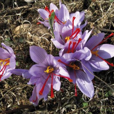 Crocus cartwrightianus by Spyros Oikonomidis