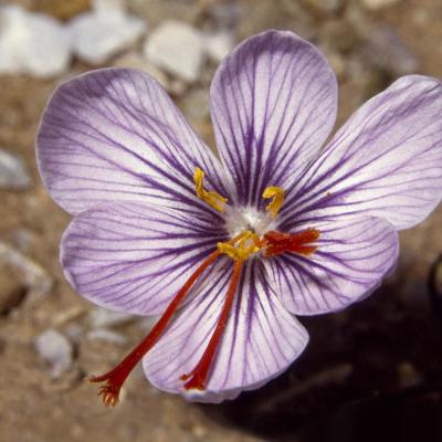 Crocus cartwrightianus by Spyros Oikonomidis