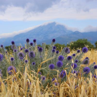 Echinops graecus by Aris Zografidis