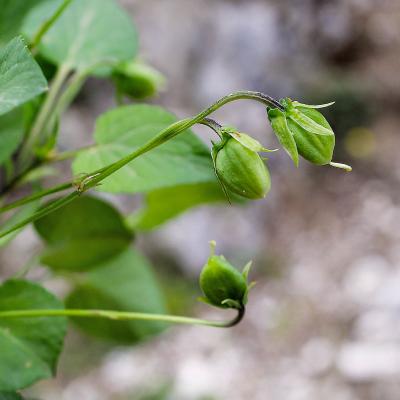 Viola oligyrtia by Andreas Zikos - www.hbs.gr