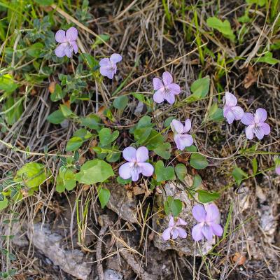 Viola oligyrtia by Andreas Zikos - www.hbs.gr