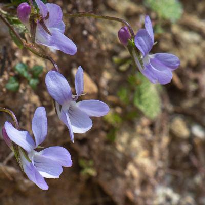 Viola oligyrtia by Andreas Zikos - www.hbs.gr