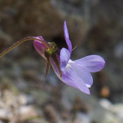 Viola oligyrtia by Andreas Zikos - www.hbs.gr
