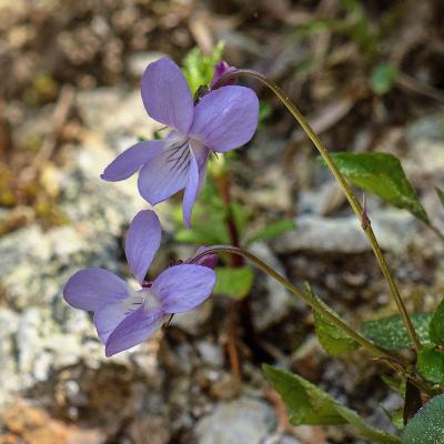 Viola oligyrtia by Andreas Zikos - www.hbs.gr