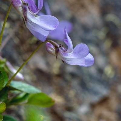Viola oligyrtia by Andreas Zikos - www.hbs.gr
