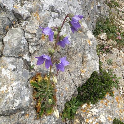 Campanula laciniata by Konstantinos Kougioumoutzis - www.hbs.gr