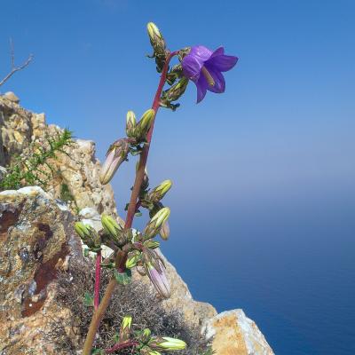 Campanula laciniata by Konstantinos Kougioumoutzis - www.hbs.gr