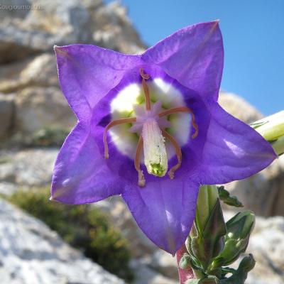 Campanula laciniata by Konstantinos Kougioumoutzis - www.hbs.gr