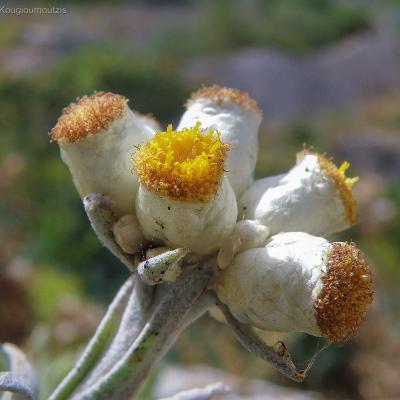 Helichrysum amorginum by Konstantinos Kougioumoutzis - www.hbs.gr
