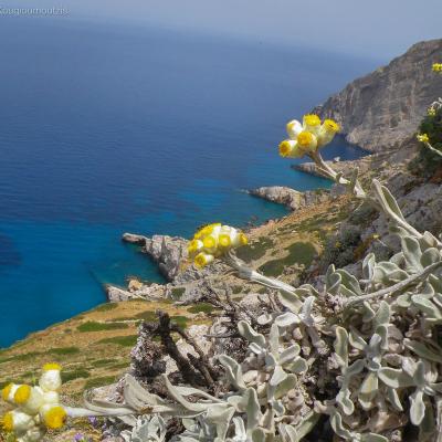 Helichrysum amorginum by Konstantinos Kougioumoutzis - www.hbs.gr