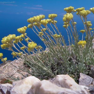 Helichrysum amorginum by Konstantinos Kougioumoutzis - www.hbs.gr