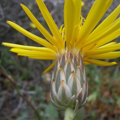 Hymenonema graecum by Konstantinos Kougioumoutzis - www.hbs.gr