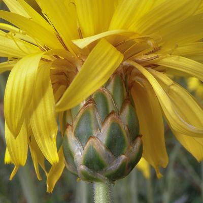 Hymenonema graecum by Konstantinos Kougioumoutzis - www.hbs.gr