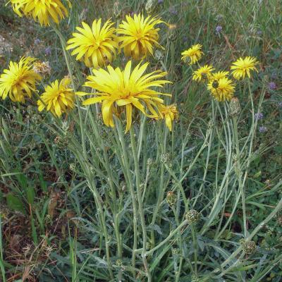 Hymenonema graecum by Konstantinos Kougioumoutzis - www.hbs.gr