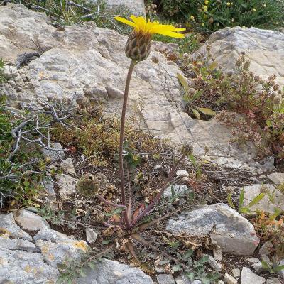 Hymenonema graecum by Konstantinos Kougioumoutzis - www.hbs.gr