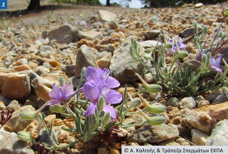 Δύο ανθισμένα φυτά Consolida samia στον λιθώδη οικότοπό τους. (Α. Καλτσής &amp; Τράπεζα Σπερμάτων ΕΚΠΑ)