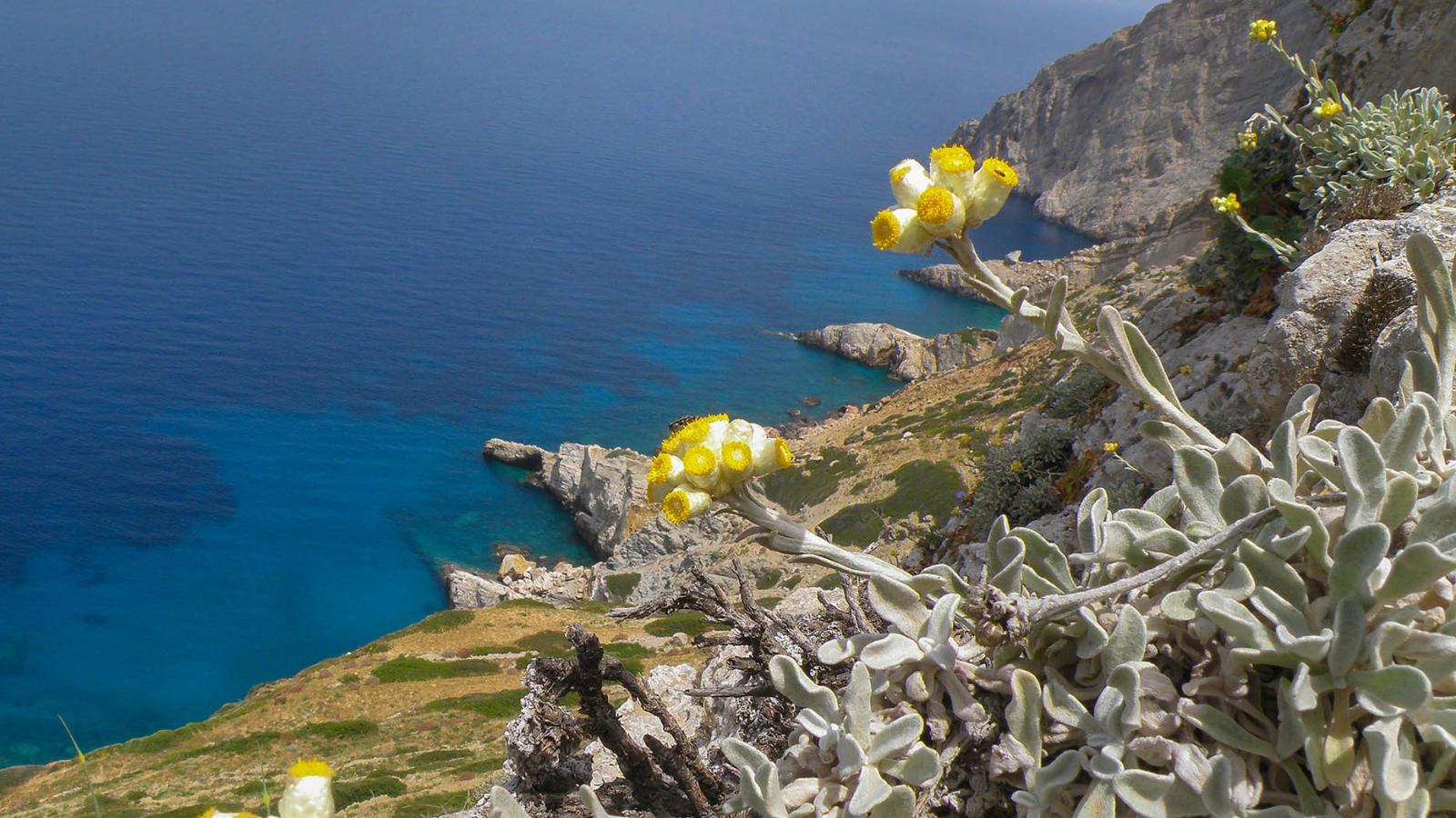 Helichrysum amorginum by Konstantinos Kougioumoutzis - www.hbs.gr